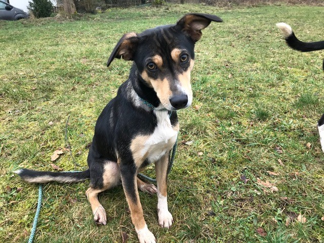 Madrigueras Unsere Hunde